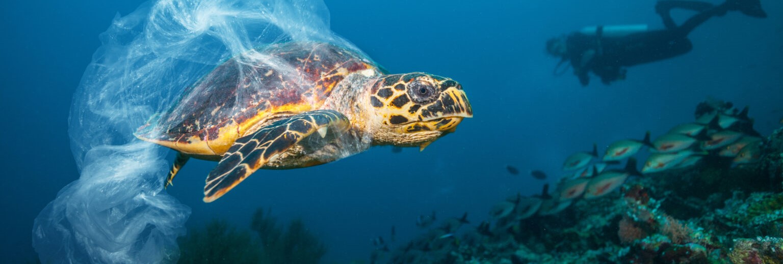 Plastic Free Standard - Turtle waste plastic