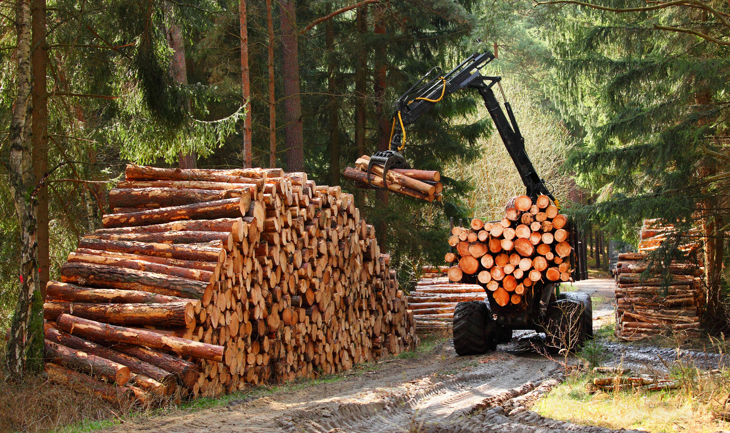 Forestry Forestry
