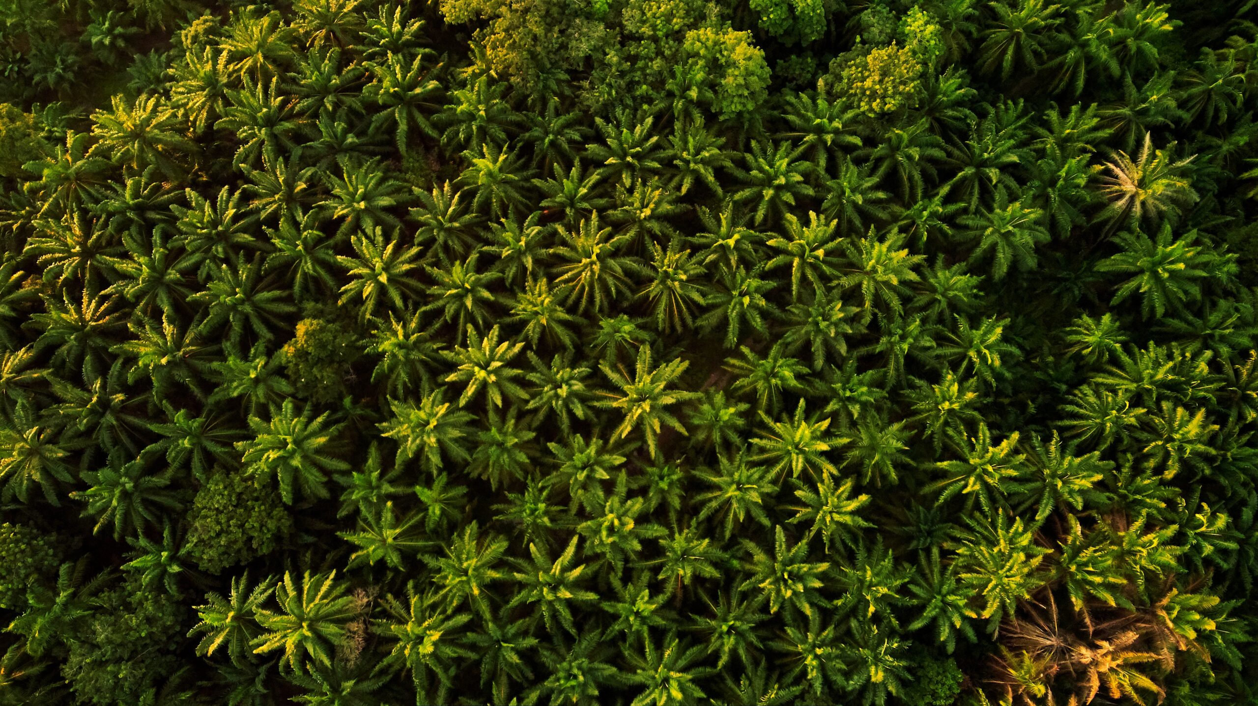 Four key factors to evaluate for a smooth RSPO certification process Four key factors to evaluate for a smooth RSPO certification process