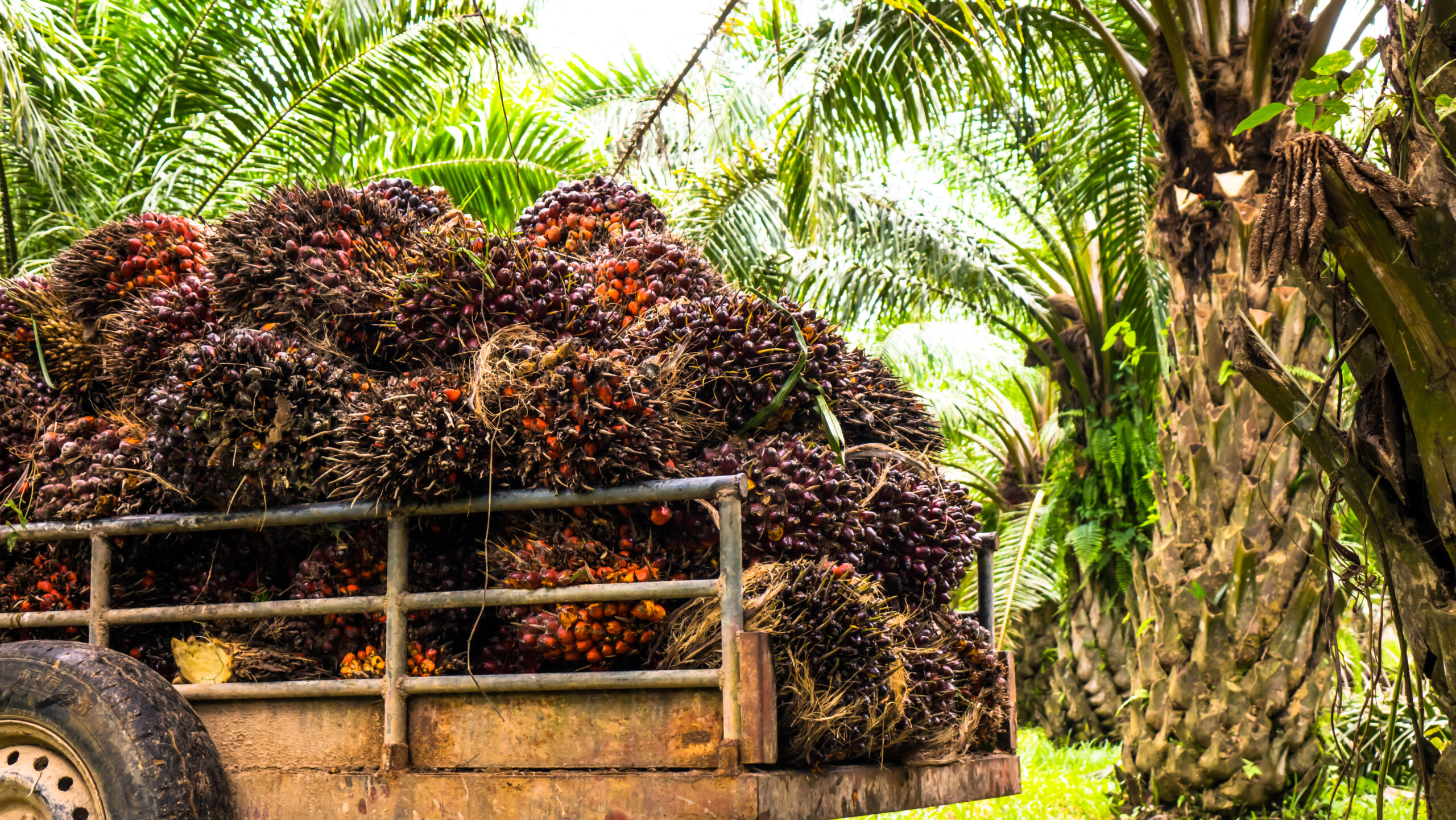 Why finding the right partner is essential to become RSPO certified right first time Why finding the right partner is essential to become RSPO certified right first time