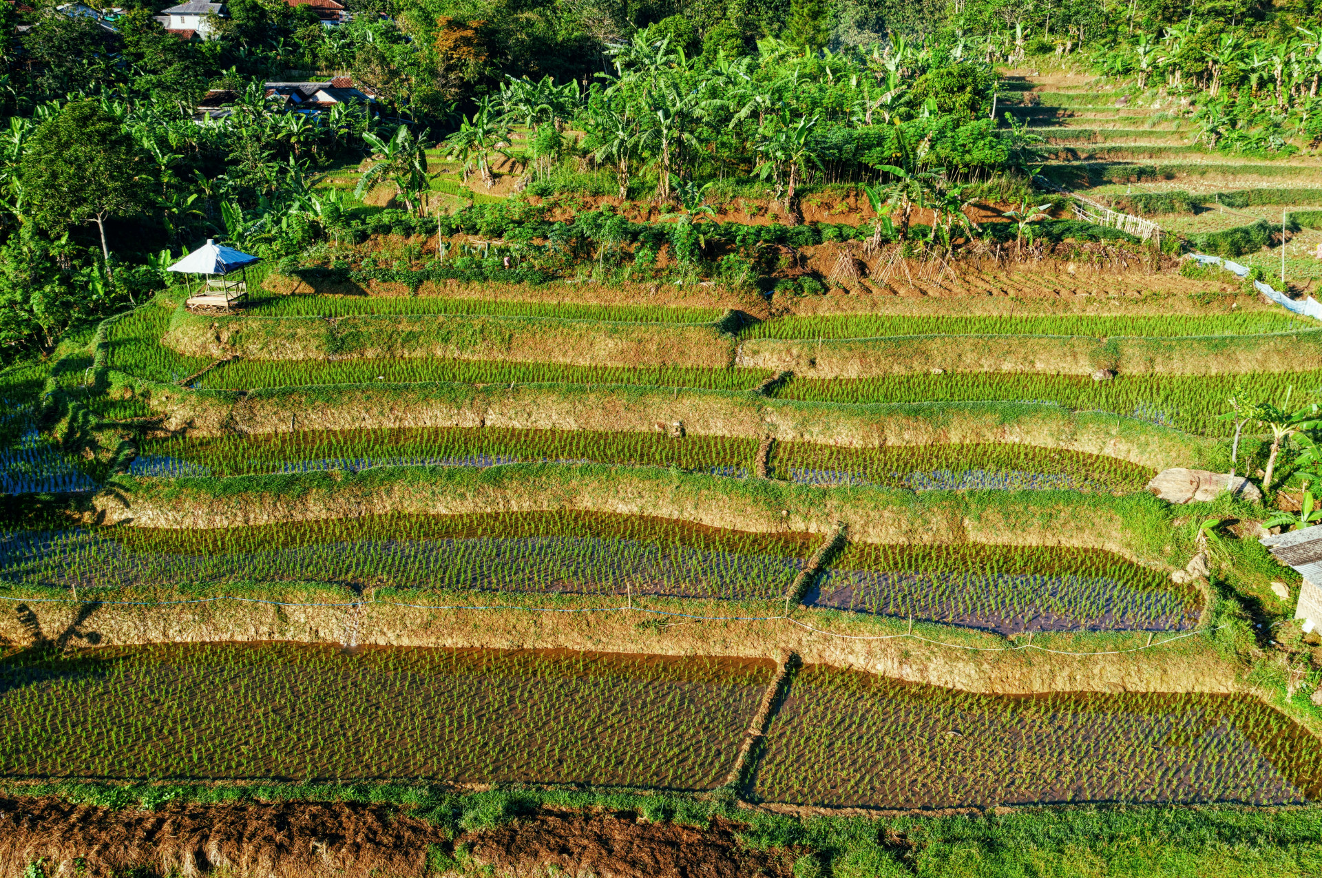 RSPO - palm tree plantation