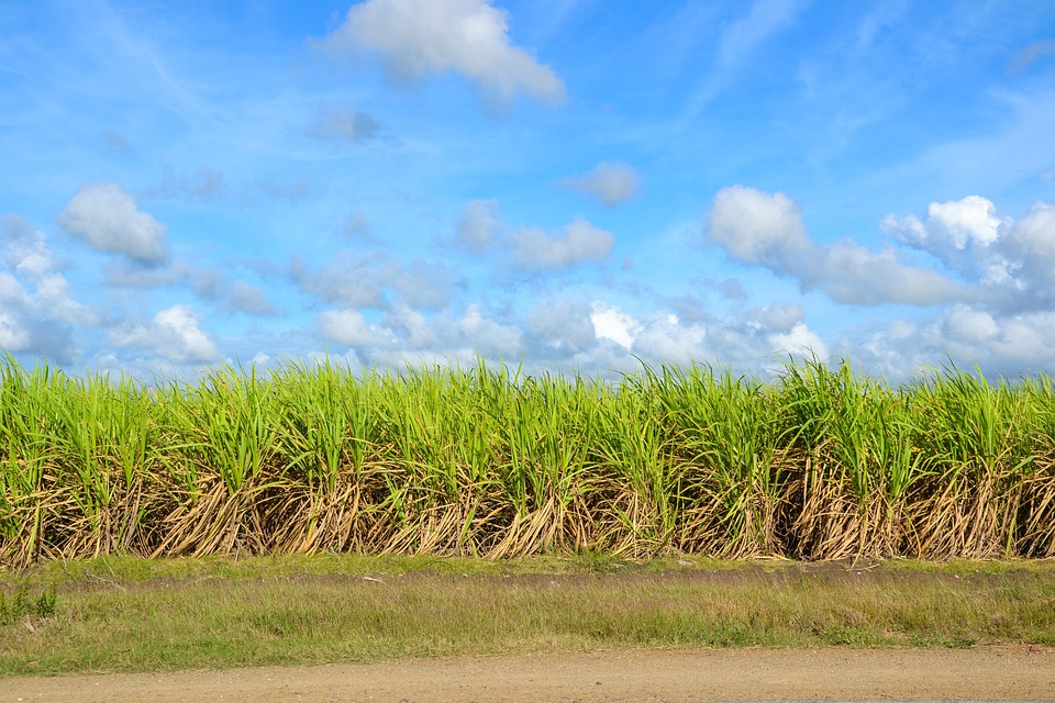 Bonsucro sugar cane