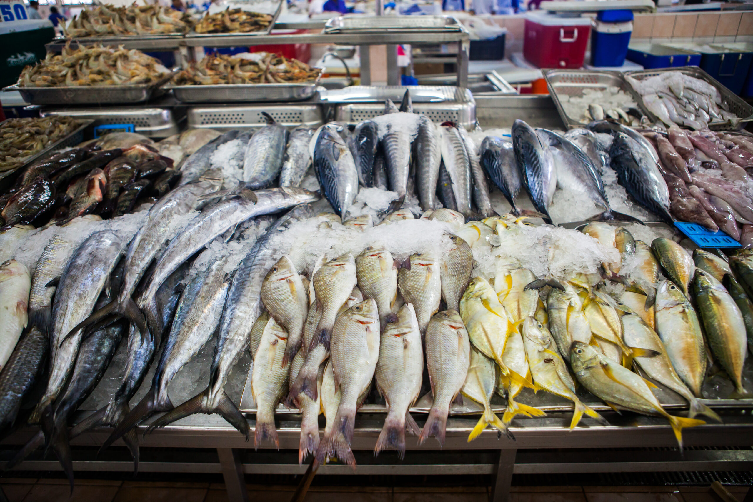 CSI – seafood CSI – seafood