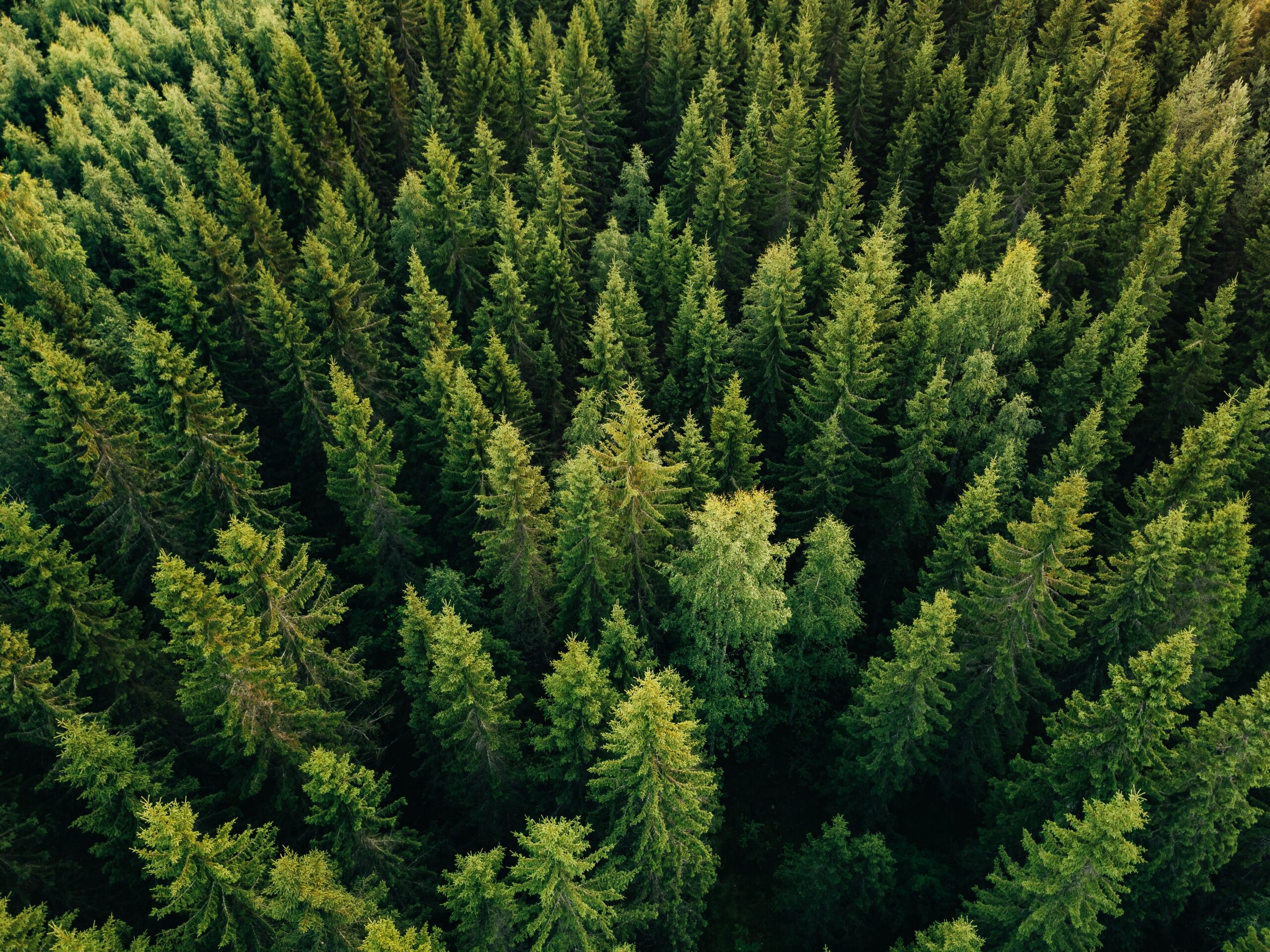 Forestry EUDR Forestry EUDR