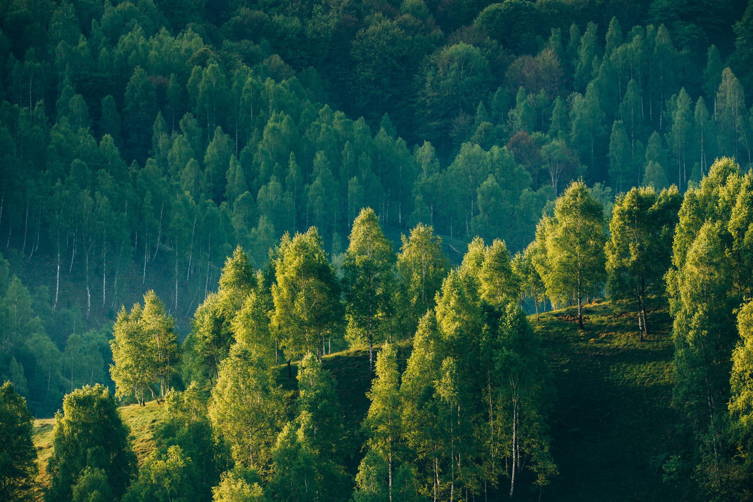 Forestry Timber Certification 3 Forestry Timber Certification 3
