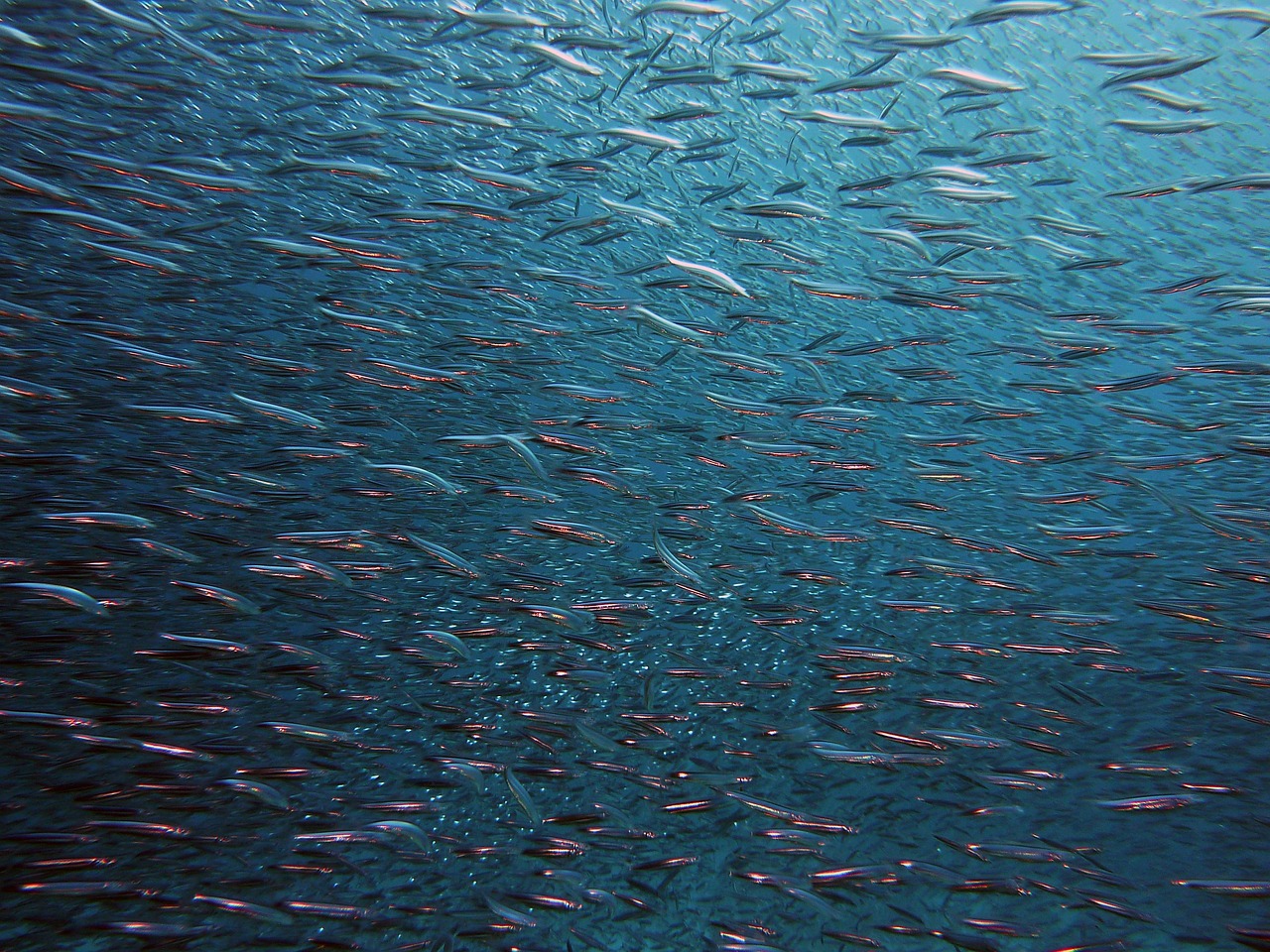 Fish Friend of the Sea