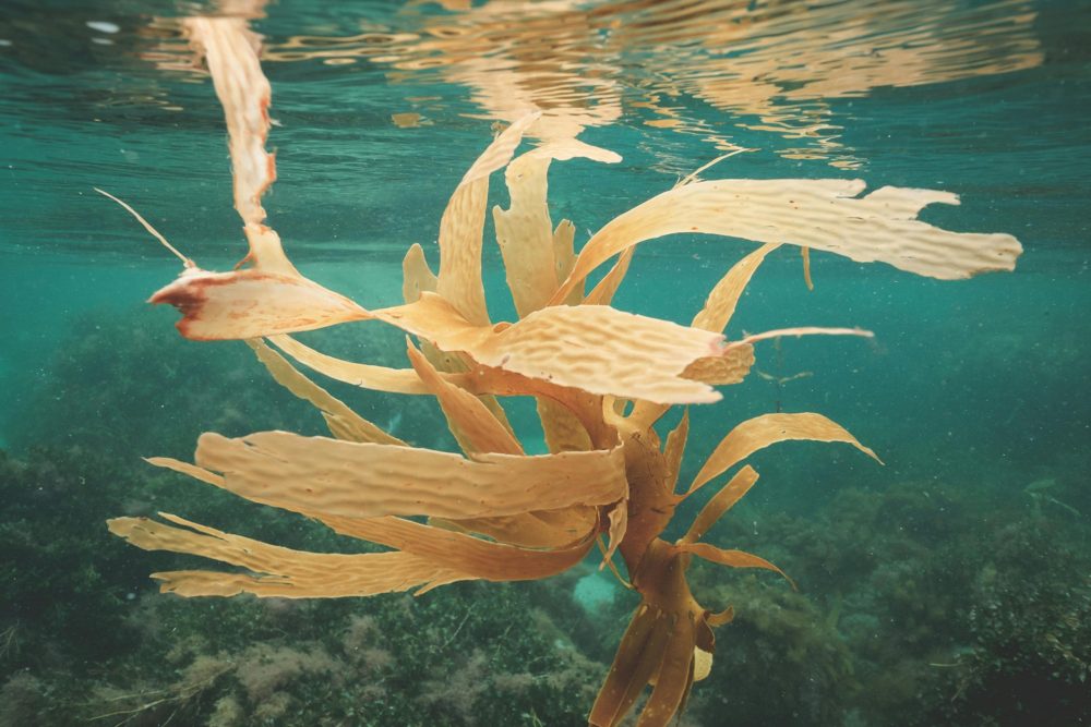 ASC-MSC Seaweed ASC-MSC Seaweed