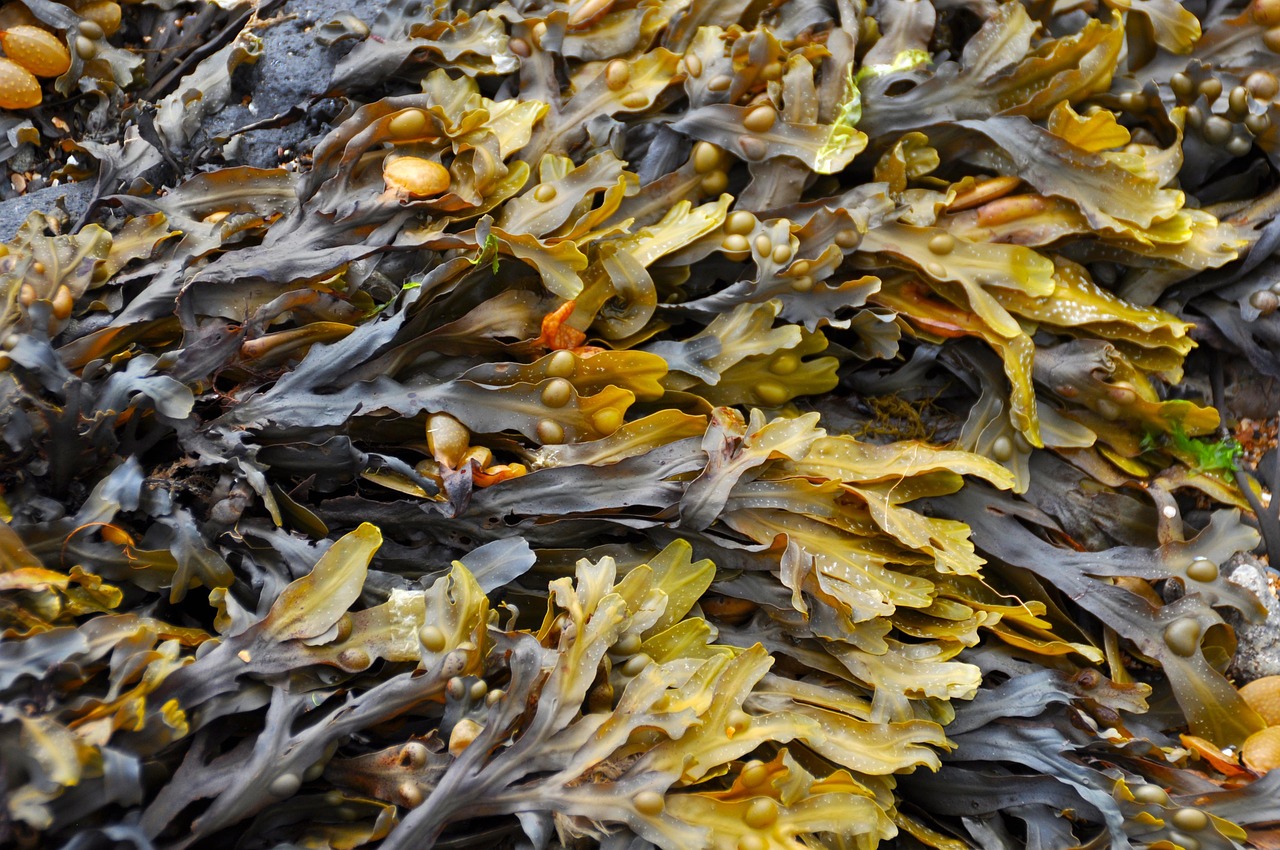 Seaweed Seaweed