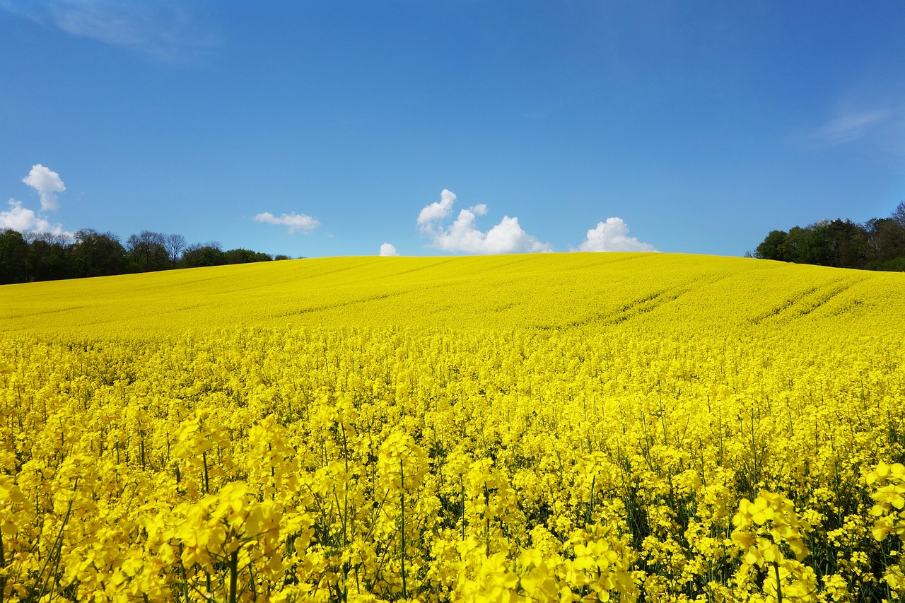 Rapeseed for Feed Rapeseed for Feed